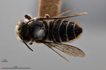 Media type: image;   Entomology 25432 Aspect: habitus dorsal view